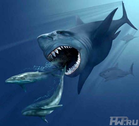 Megalodon